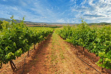 Fototapeta na wymiar A great vineyard in La Rioja on a clear day