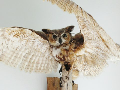 Owl Taxidermy On White Wall