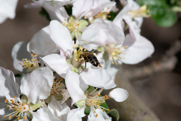 A bee pollinates the flowers of an apple tree. close-up