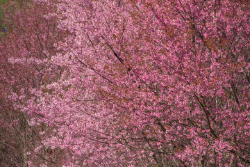 cherry blossom in spring