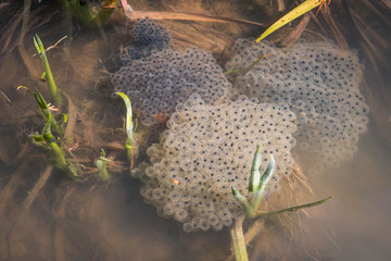 Frog spawn, eggs on the water - 342056878