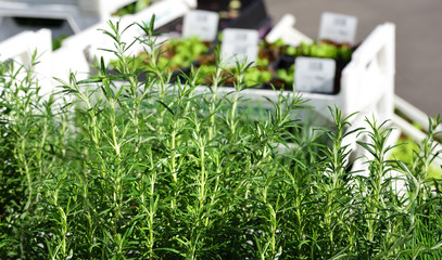 Fresh green rosemary is sold in the spring market