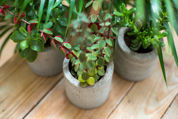 three potted plants