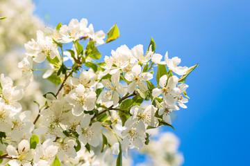 Apple blossom in spring. White flowers on a tree branch against a blue sky. Soft focus. Close up. Spring banner.