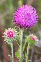 Pink Milk Thistle Silybum Marianum close up on a background of green a meadow. Natural medicinal herbs. Hepatoprotective effect, liver strengthening.