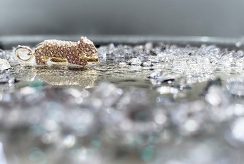 Leopard charm surrounded by broken glass 