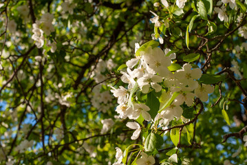 blossoming apple tree in spring