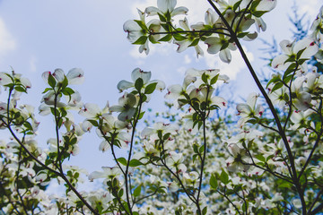 White flowers in garden