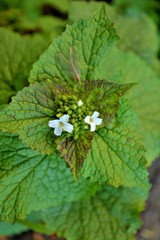 white flower on green background