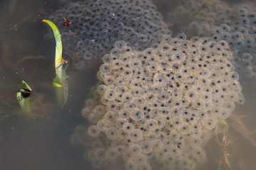 Frog spawn, eggs on the water