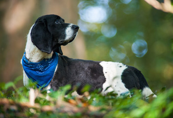 Basset hound in blue bandana walking in nature