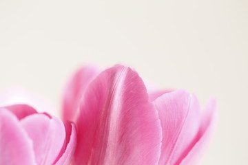 close up of pink tulips