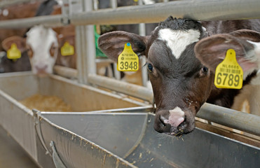 Calves at modern stable feeding. Farming. Netherlands. Veal calves