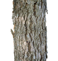 tree trunk isolated on white background with clipping path.