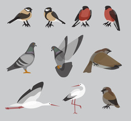 Set of typical, common city birds in various positions, clean and organized vector file, geometric, minimalistic shapes for different purposes