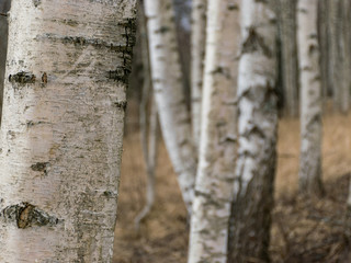 picture with white birch trunk fragments on a blurred background