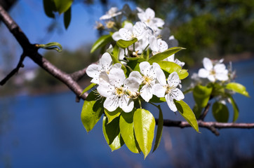 Beautiful flowers on the branches of a flowering pear tree

