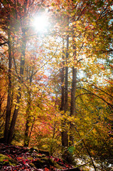 Autumn forest in the sun, autumn landscape