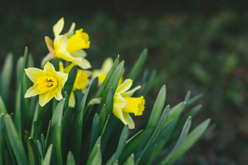 Beautiful yellow daffodils in a spring garden.