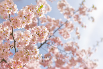 Amazing pink cherry blossoms on the Sakura tree in a blue sky.