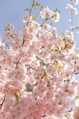 Amazing pink cherry blossoms on the Sakura tree in a blue sky.