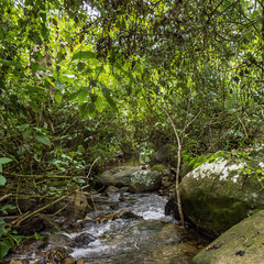 river in the forest II