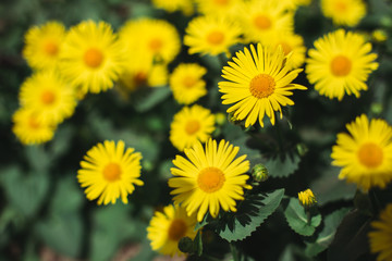 Beautiful yellow flowers Doronicum in a spring garden.