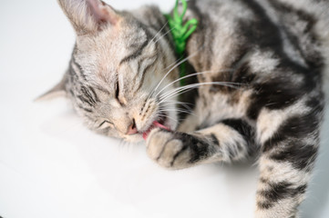 Naklejka na ściany i meble American short-haired cats. Cats clean themselves by licking their paws with their tongue.