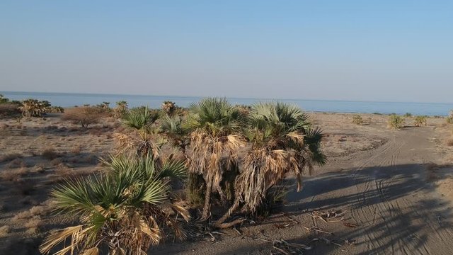 Video of Lake Turkana with small palm trees in foreground and beach of Lake Turkana, water stretching to the horizon