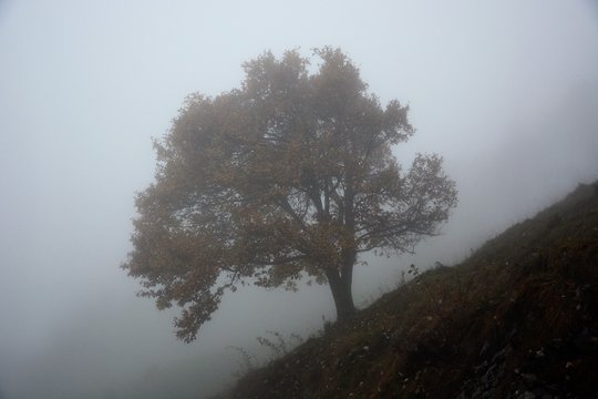 sorbo nella nebbia autunnale