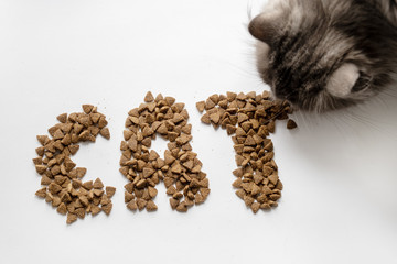 Gray cat has cat inscription written dry food