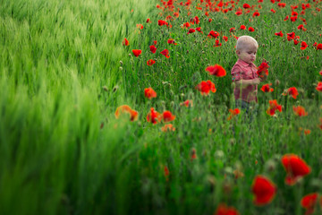 Baby in poppy field. Child in flower fields. Very happy child girl in poppy field