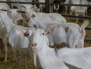 Goat farm. Goats at stable. Netherlands. Goat breeding