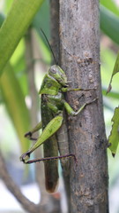 Green grasshopper/locust climbing on tree