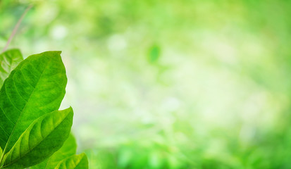 Fototapeta na wymiar Nature green leaf in summer sunlight with blurred soft green garden in background, Panoramic natural green plants background wallpaper concept