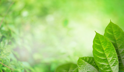 Fototapeta na wymiar Nature green leaf in summer sunlight with blurred soft green garden in background, Panoramic natural green freshness plants background wallpaper concept