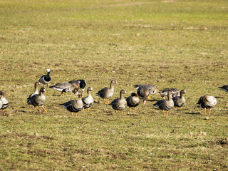 Agricultural field as place of stop-overs, geese make long stops in process of migration to replenish energy resources