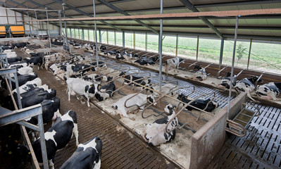 Modern Dutch stable with cows and feeding machine. Netherlands. Farming.