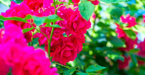 Pink Rose flower with raindrops on background pink roses flowers. Nature