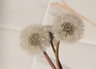  bouquet of fluffy dandelions on a white background with shadows. blogging and spring fashion concept