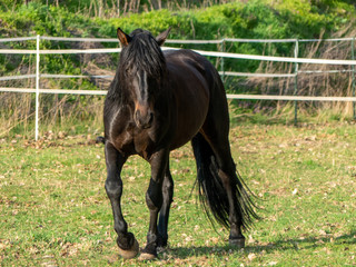 Black horse