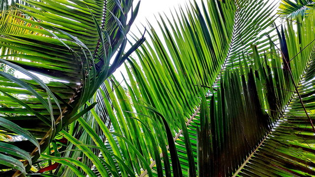 Coconut leaves, of stems on a beautiful tropical background, with abstract colored images an green palm branches, in the morning a palm garden branch.