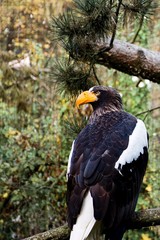 Eagle on a tree
