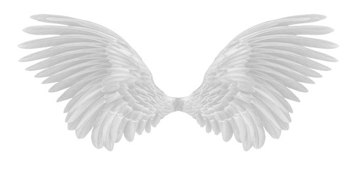 Fototapeta na wymiar angel wings of bird on white background