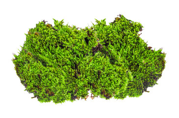 Green moss isolated on white bakground