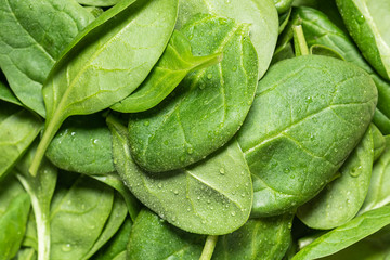 Fresh organic baby spinach leaves with water drops macro view. Natural organic food wallpaper.