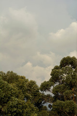 Obraz na płótnie Canvas Eucalyptus at sunrise The aroma envelops the air of a soft greenery.