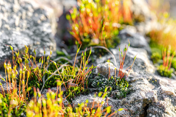 Moss blooms in the morning sun №2
