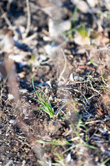 First green grass sprouts