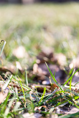 Green grass in the sun №1